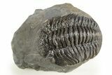 Detailed Morocops Trilobite - Ofaten, Morocco #323596-2